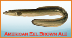 American Eel Brown Ale