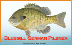 Bluegill German Pilsner