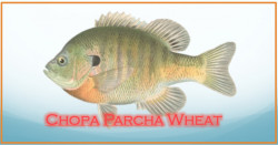 Chopa Parcha Wheat