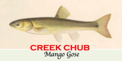 Creek Chub Mango Gose