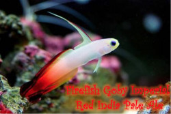 Firefish Goby Imperial Red IPA