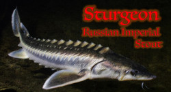 Sturgeon Russian Imperial Stout