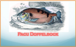 Pacu Dopplebock